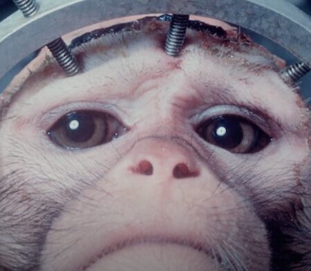 Mary Harron, regista di American Psycho, dirige per PETA un video contro la vivisezione animale